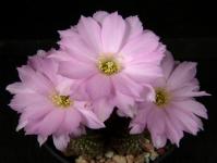 Thumbnail of 2143_Chamaecereus Hybride Lincoln Paradise_20200601(1).JPG